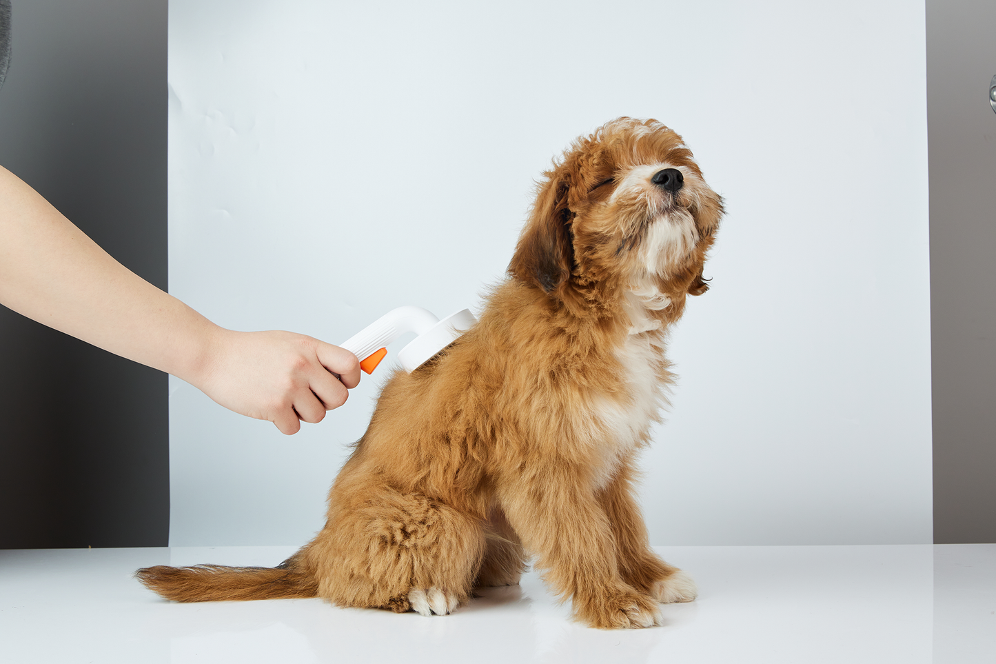 Distributor for Petkit, Catlink and Pidan - Petland Company Limited PETKIT GROOMING BRUSH PETKIT CAT DOG