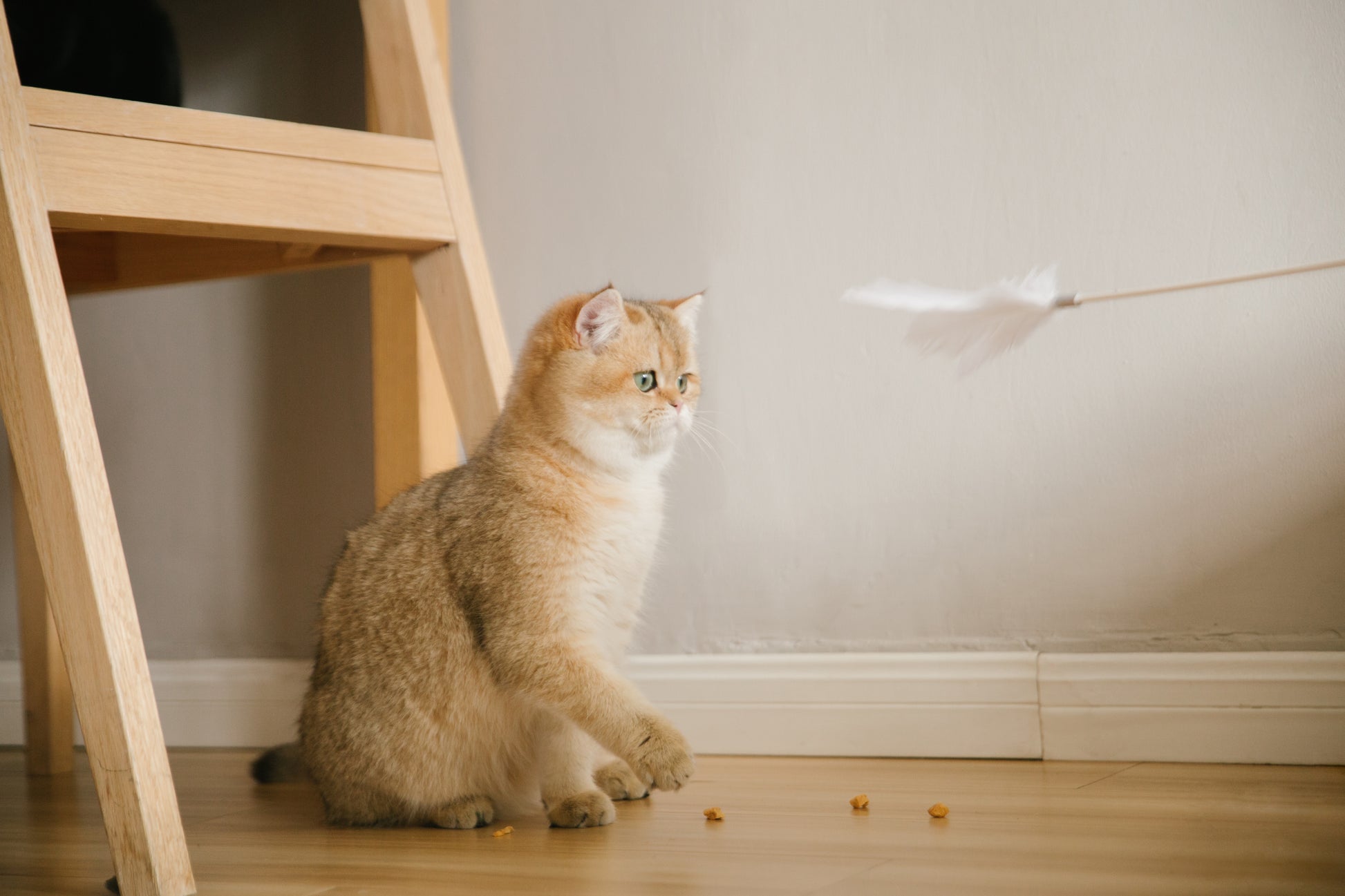 Distributor for Petkit, Catlink and Pidan - Petland Company Limited PIDAN GREY EXTENDED TEASER - FLEXIBLE CAT PLAY WAND WITH NATURAL FEATHERS PIDAN CAT