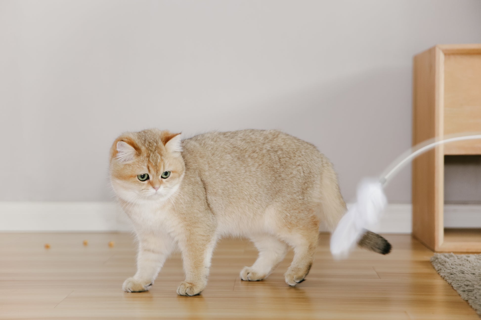 Distributor for Petkit, Catlink and Pidan - Petland Company Limited PIDAN GREY EXTENDED TEASER - FLEXIBLE CAT PLAY WAND WITH NATURAL FEATHERS PIDAN CAT