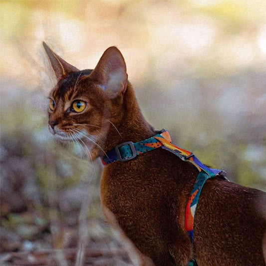 Distributor for Petkit, Catlink and Pidan - Petland Company Limited PIDAN CAT HARNESS & LEASH SET PIDAN CAT pidan_featured