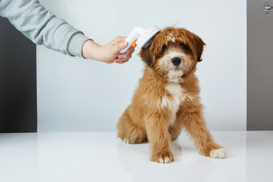 Distributor for Petkit, Catlink and Pidan - Petland Company Limited PETKIT GROOMING BRUSH PETKIT CAT DOG