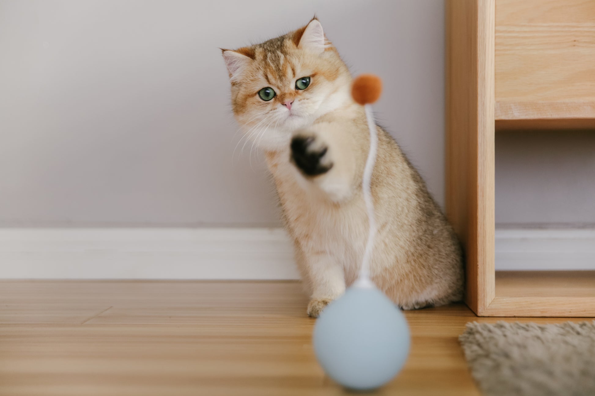 Distributor for Petkit, Catlink and Pidan - Petland Company Limited PIDAN BALLOON CAT TOY PIDAN CAT pidan_featured