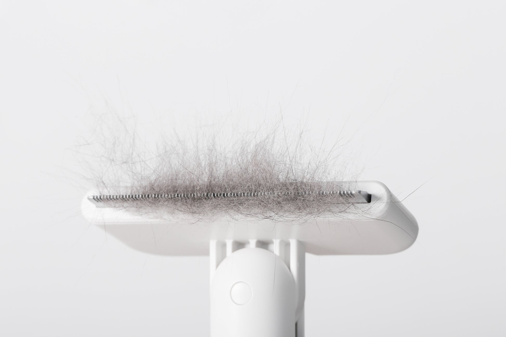 Distributor for Petkit, Catlink and Pidan - Petland Company Limited PIDAN PET DESHEDDING TOOL FOR SHORT HAIR PETS PIDAN CAT DOG pidan_featured