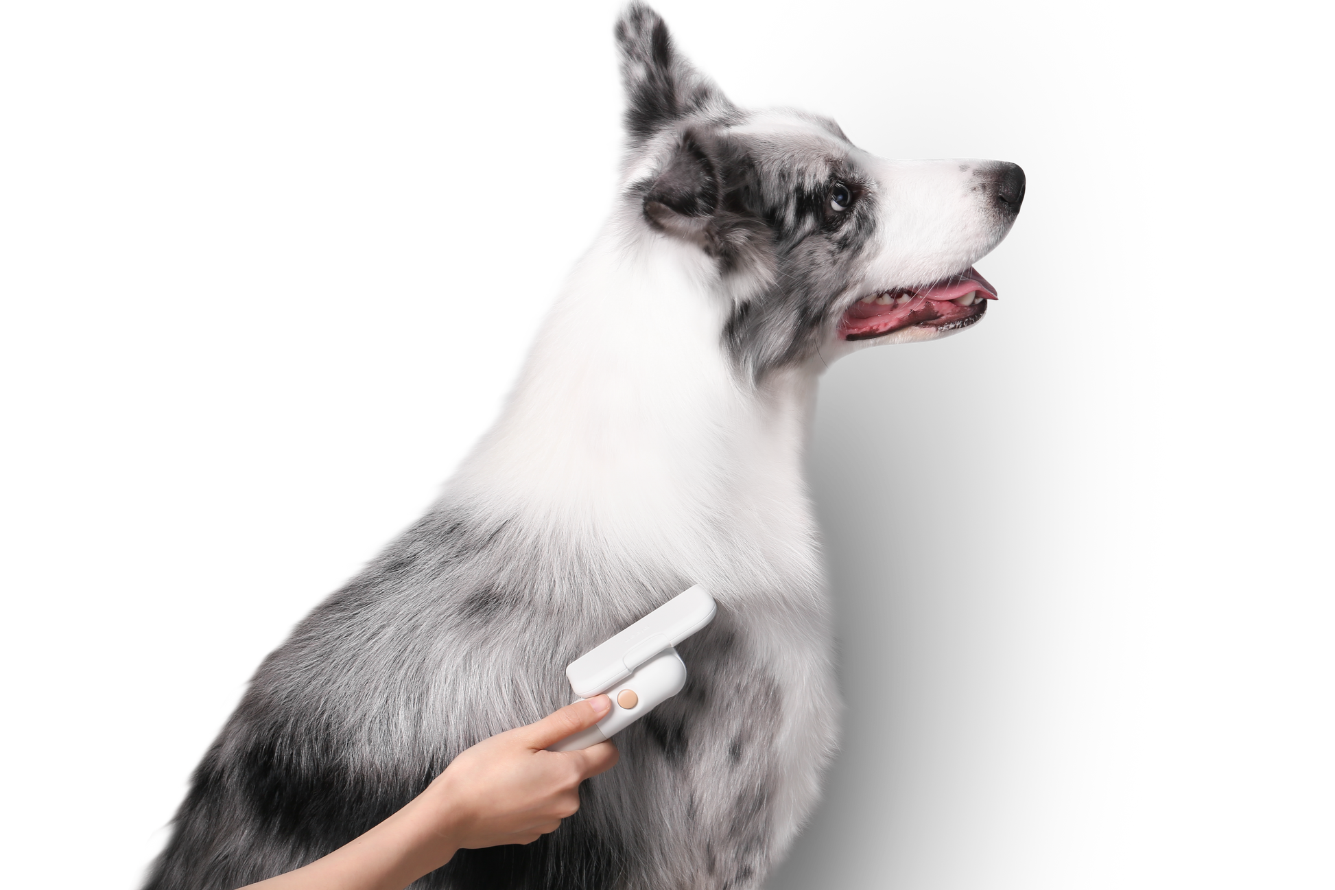 Distributor for Petkit, Catlink and Pidan - Petland Company Limited PIDAN PET DESHEDDING TOOL FOR SHORT HAIR PETS PIDAN CAT DOG pidan_featured