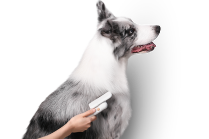 Distributor for Petkit, Catlink and Pidan - Petland Company Limited PIDAN PET DESHEDDING TOOL FOR SHORT HAIR PETS PIDAN CAT DOG pidan_featured